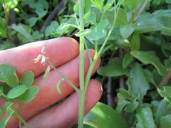 Cysticapnos cracca