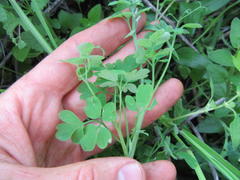 Cysticapnos cracca