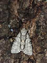 Acronicta adaucta