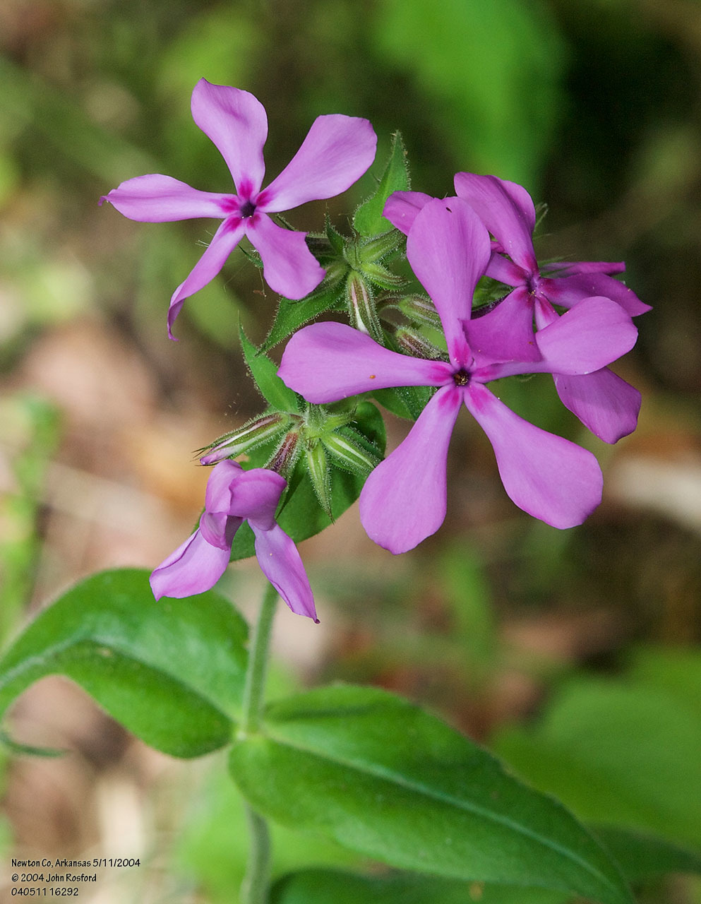 Phlox pilosa ssp. ozarkana