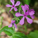 Arkansas Downy Phlox - Photo (c) John Rosford, some rights reserved (CC BY), uploaded by John Rosford