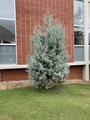 Cupressus