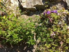 Dracocephalum krylovii