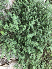 Euphorbia prostrata