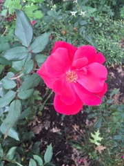 Rosa
