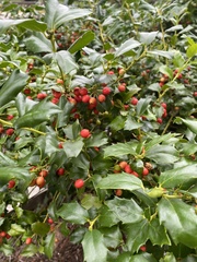 Ilex