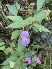 Impatiens glandulifera