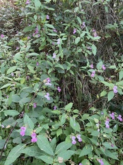 Impatiens glandulifera