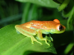 Boana punctata