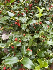 Ilex