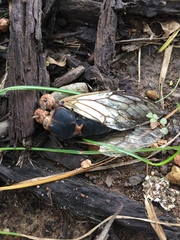 Cicadidae