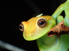 Boana punctata