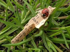 Harmonia axyridis