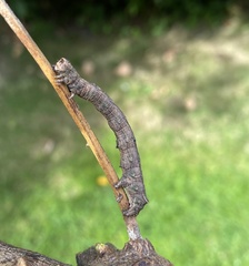 Odontopera bidentata