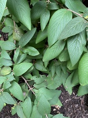 Viburnum rhytidophyllum