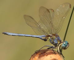 Orthetrum abbotti