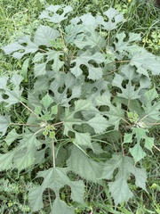 Magnoliopsida