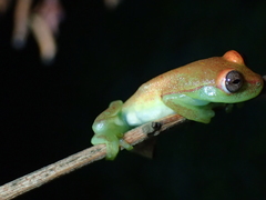Boana punctata