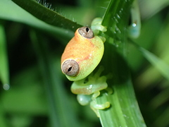 Boana punctata