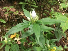Gentiana villosa