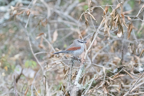 Three-streaked Tchagra (Tchagra jamesi)