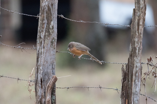 Rufous Chatterer (Argya rubiginosa), photo 6