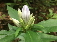 Gentiana villosa