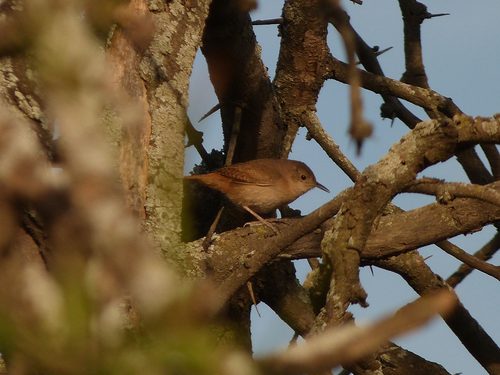Southern House Wren