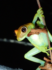 Boana punctata