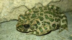 Bufotes viridis viridis