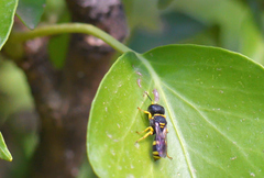 Ectemnius hypsae