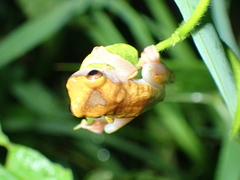 Dendropsophus triangulum