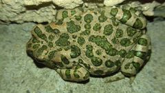 Bufotes viridis viridis