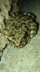 Bufotes viridis viridis