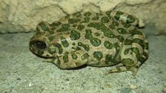 Bufotes viridis viridis