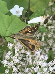 Atalopedes campestris
