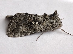 Syngrapha viridisigma