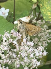 Atalopedes campestris