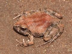 Tomopterna natalensis