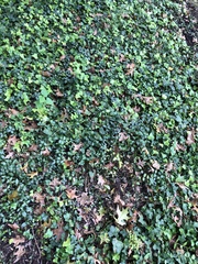 Hedera helix