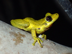 Scinax ruber
