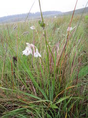 Tulbaghia leucantha