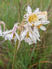 Tulbaghia leucantha