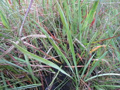Tulbaghia leucantha