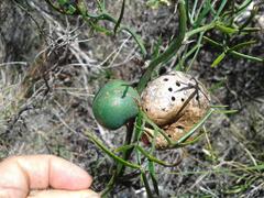 Asparagobius braunsi