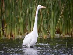 Ardea alba