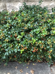 Ilex