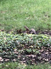 Sciurus carolinensis