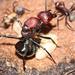 Granite Balbyter Ant - Photo (c) Alex Rebelo, some rights reserved (CC BY-NC), uploaded by Alex Rebelo