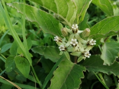 Asclepias oenotheroides